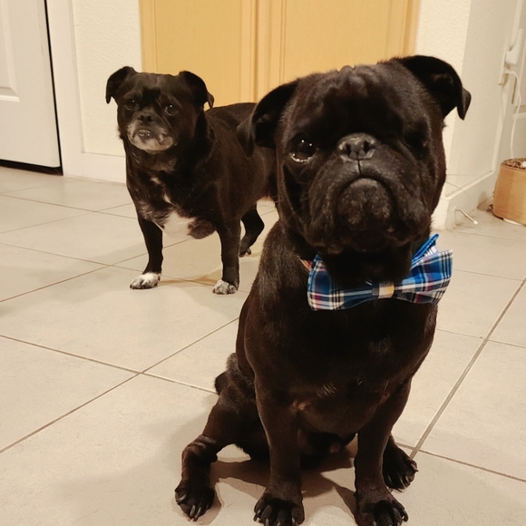 Meet your Posher, Melanie (Violet). - Picture 4 of 16